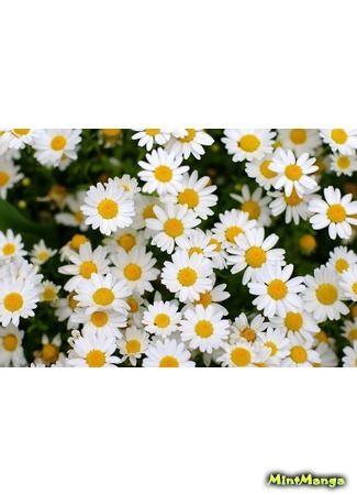 Переводчик Ромашка 19.08.19