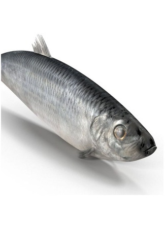 Переводчик Селёдка company 29.06.25