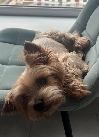 Переводчик Malevich Team 30.08.25